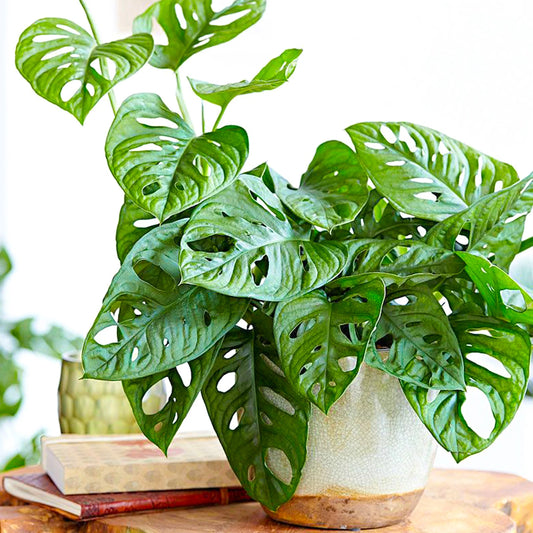 Vibrant Monstera Obliqua Monkey Leaf Indoor Potted Houseplant 20-30cm with Pot