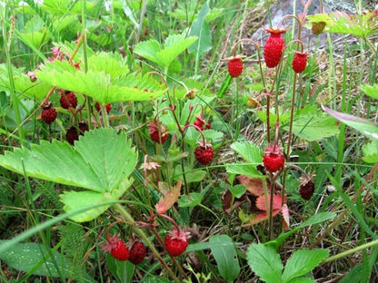 20 X Russian Wild Strawberry Plants! Berries All Year Round! No Care Needed