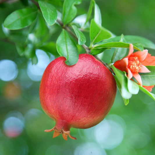 Dwarf Pomegranate Bush, Punica Nana , Hardy Compact Fruit Shrub,9cm Pot