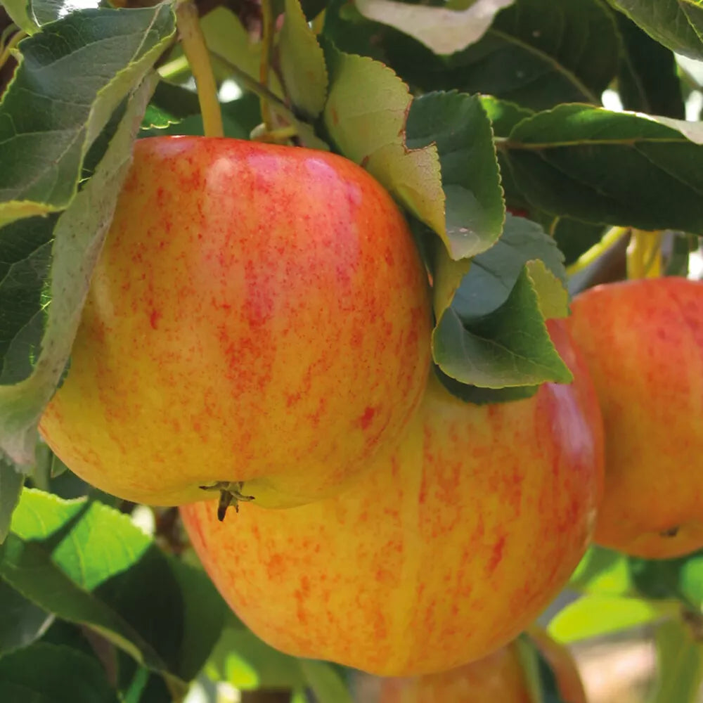 Mini Fruit Tree Patio Garden Plant Apples Pears Cherries Plums 9cm Potted