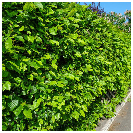 1-2ft Hornbeam native semi evergreen hedge plants bare root hedging good for damp soil