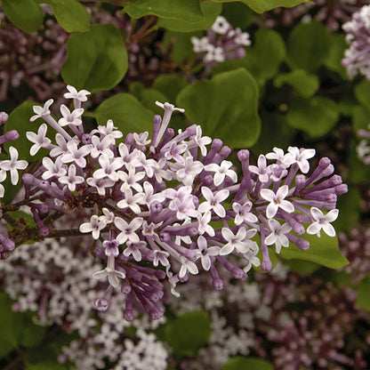 Standard Lilac Trees, 2 x Syringa Palibin, Double Flowering, 90-120cm, 3L Pots