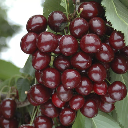 Cherry Bush 'Porthos' Prunus Avium Plant in 3L Pot