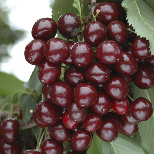 Cherry Bush 'Porthos' Prunus Avium Plant in 3L Pot