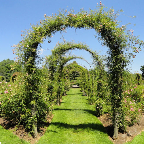 LARGE 2.4M HEAVY DUTY METAL GARDEN ARCH STRONG ROSE CLIMBING PLANTS SUPPORT
