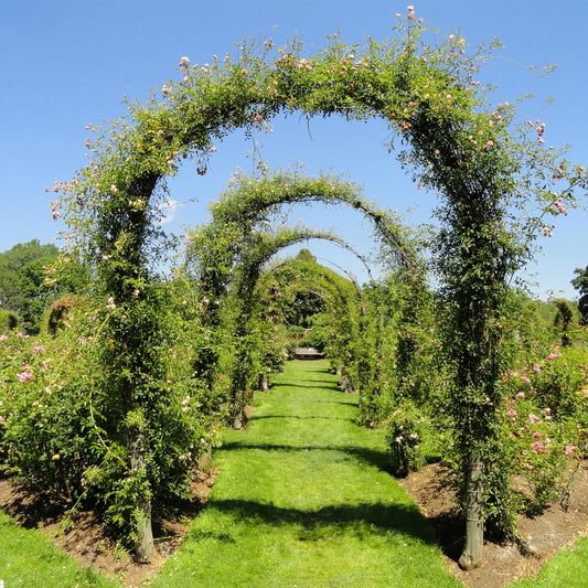 LARGE 2.4M HEAVY DUTY METAL GARDEN ARCH STRONG ROSE CLIMBING PLANTS SUPPORT