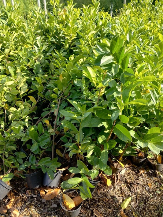 2-3ft Cherry Laurel Hedging 60-90cm Evergreen Laurels for hedging 2l potted
