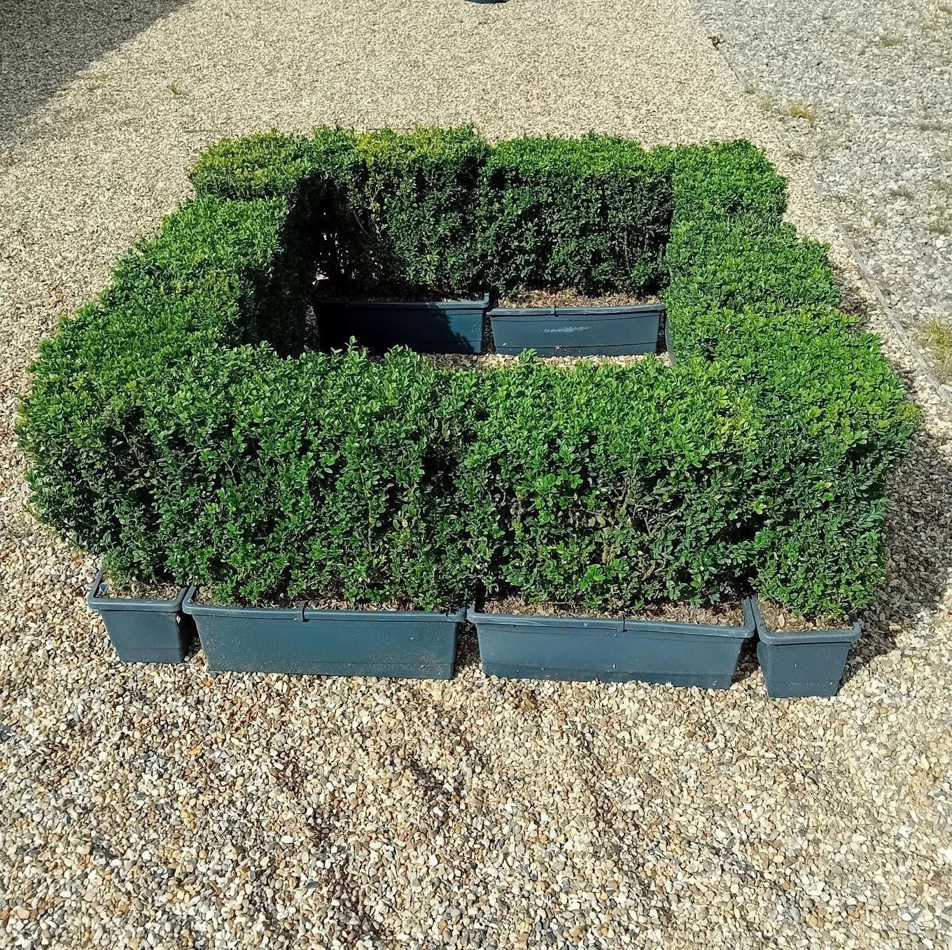 Buxus sempervirens (common box) instant hedging plants in troughs 50cm long