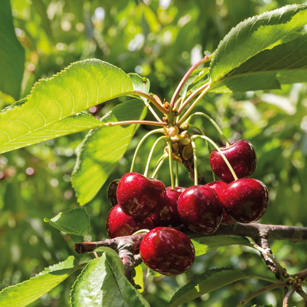Mini Fruit Tree Patio Garden Plant Apples Pears Cherries Plums 9cm Potted