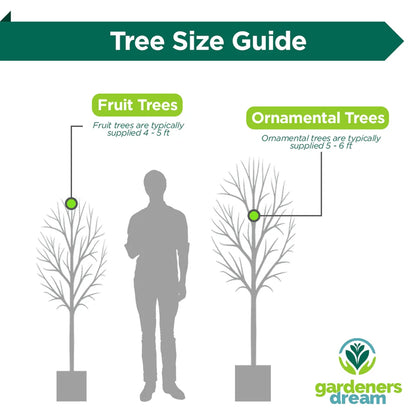 Apricot Fruit Tree Deciduous Outdoor White Flowering Hardy Garden Prunus in Pot