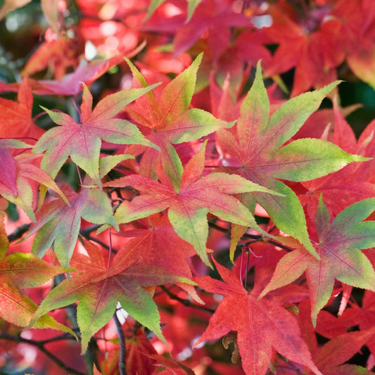 Acer palmatum 'Osakazuki',  Japanese Maple Deciduous Garden Plant Tree In Pot