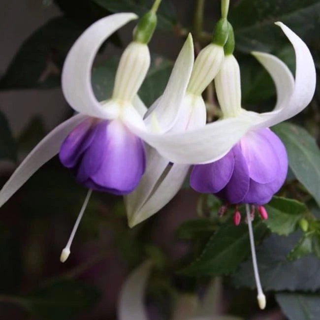 FUCHSIAS x3 Hardy Perennial Variety Pack | Young Plants in 9cm pots