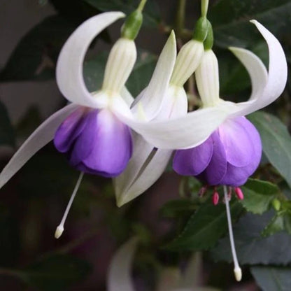 FUCHSIAS x3 Hardy Perennial Variety Pack | Young Plants in 9cm pots