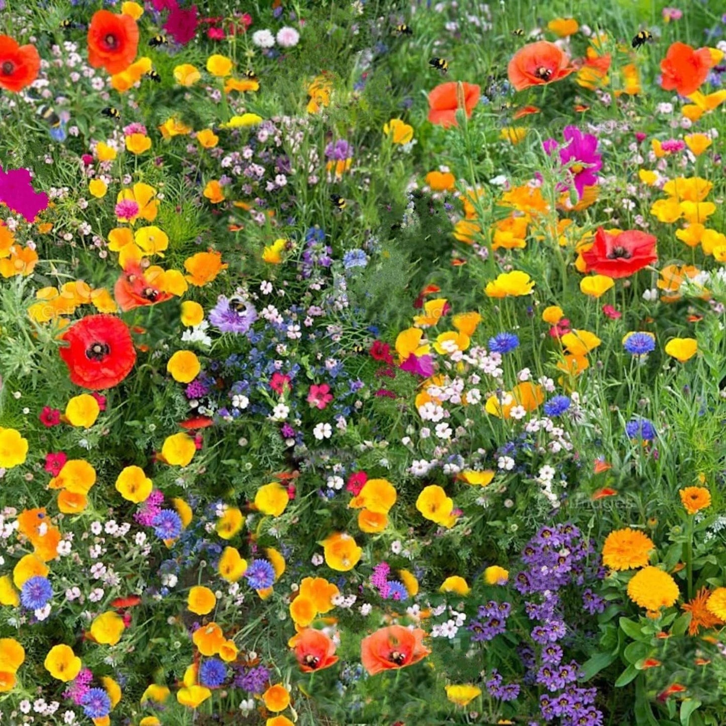Wild Flower 50g seeds throw grow Meadow Scented Bee Butterfly Garden