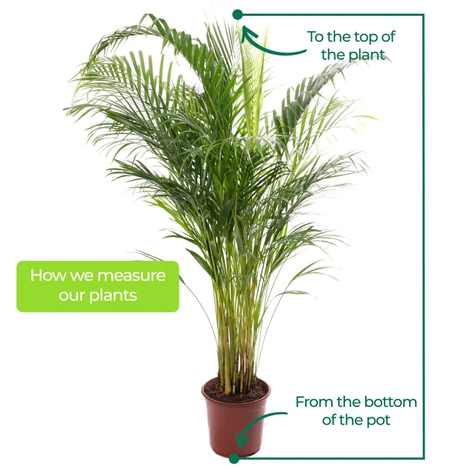 Areca Palm Large Indoor House Plant Real Tropical Exotic Evergreen Tall