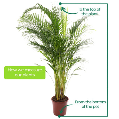 Areca Palm Large Indoor House Plant Real Tropical Exotic Evergreen Tall