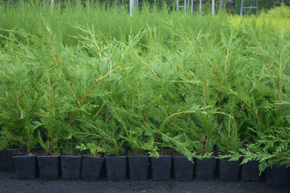 10 Green Leylandii Hedging Evergreen Conifer Plants Fast Growing 40-60cm Potted