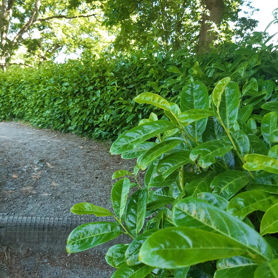 40x Cherry Laurel Hedging Plants 30-50cm Tall Potted