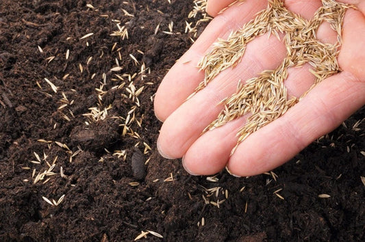 1kg Premium Shade Grass Seed - Ultra shade tolerant, luxury seed