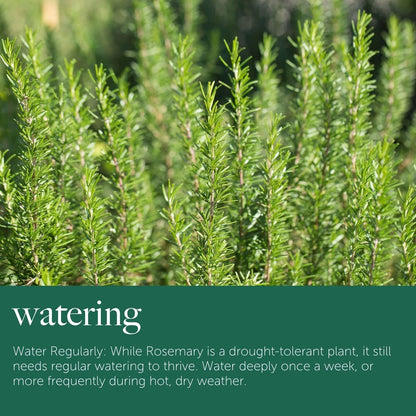 Rosemary Plant in 14cm Pot - Rosmarinus Evergreen Fragrant Perennial Herb Plants