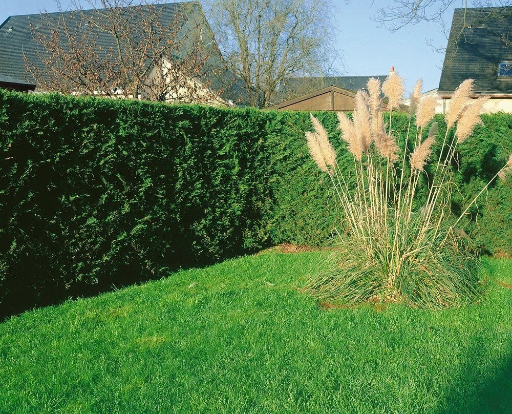 10 X 60-90cms LEYLANDII GREEN EVERGREEN HEDGING CONIFERS 2LTR POTS 2-3ft