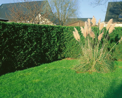 10 X 60-90cms LEYLANDII GREEN EVERGREEN HEDGING CONIFERS 2LTR POTS 2-3ft