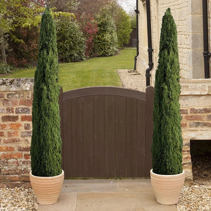 Pair of Italian Cypress Trees 90-120cm Tall, Ornamental Evergreen Shrubs Potted