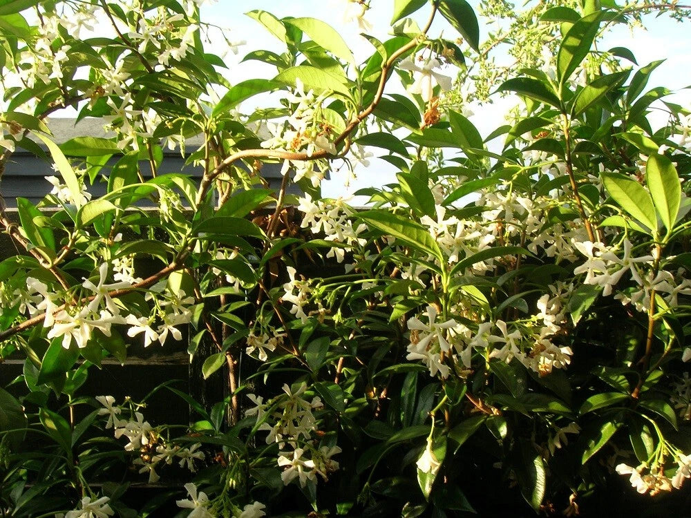 4ft Evergreen Star Jasmine TRACHELOSPERMUM White Scented Flowers 3l Pot Climber