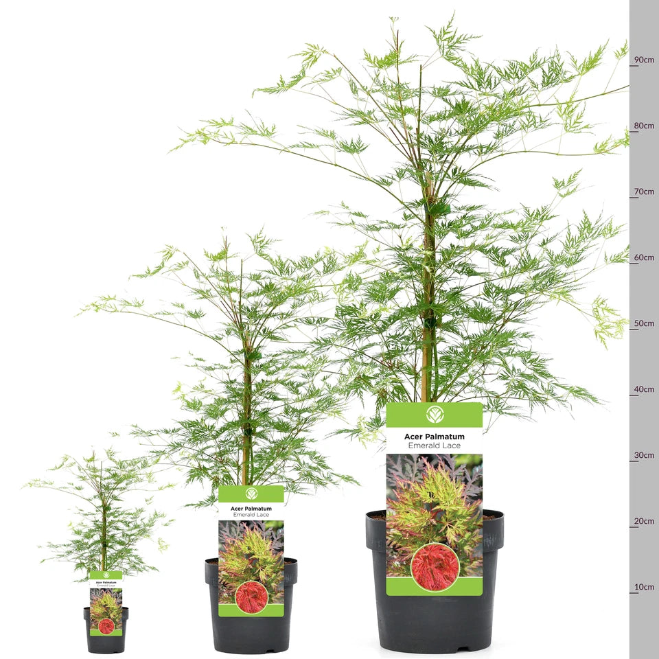Acer palmatum dissectum 'Emerald Lace' | Japanese Maple Deciduous Tree In Pot