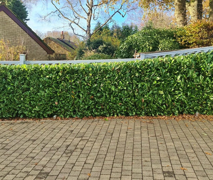 25x Laurel Garden Evergreen hedge plants bare root hedging 3-4ft