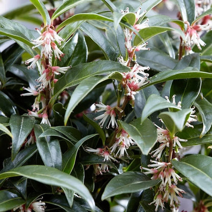 Sarcococca hookeriana Winter Gem Sweet Box 3Lt Pot Evergreen Plants