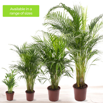 Areca Palm Large Indoor House Plant Real Tropical Exotic Evergreen Tall