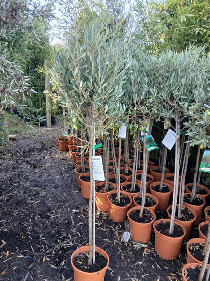 Olive Tree Large Approx 150cm+/- Tall 10L UK Hardy BIG HEADS