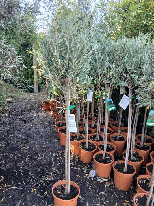 Olive Tree Large Approx 150cm+/- Tall 10L UK Hardy BIG HEADS