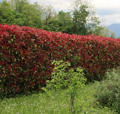 Photinia Red Robin Evergreen hedge plants hardy bare root hedging