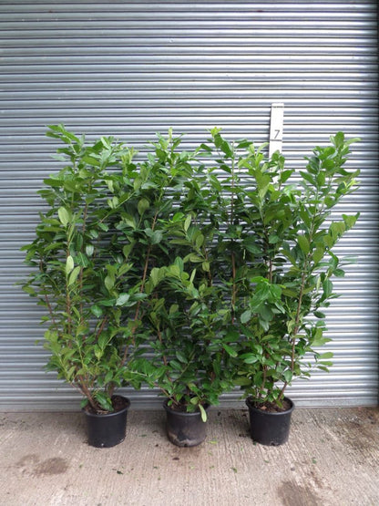 10 Cherry Laurel Hedging Evergreen Plant Fast Growth 3-4ft Large 5 Litre Pots