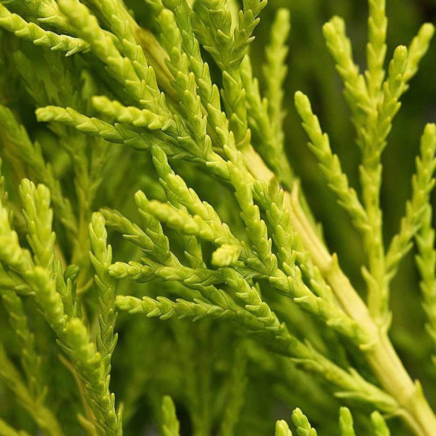 Cupressus Plant Conifer Wilma Goldcrest Lemon Scented Evergreen 10.5cm Pots