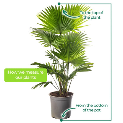 Livistona Fan Palm Large Indoor Tropical House Plant Real Evergreen Tall Plants
