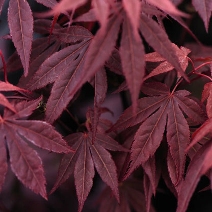 Acer Palmatum Atropurpureum Hardy Japanese Garden Maple Tree 9cm Plant Pot