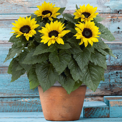 Outdoor Sunflower Potted Garden Plant Golden Annual 20-30cm Shrub In 13cm Pot