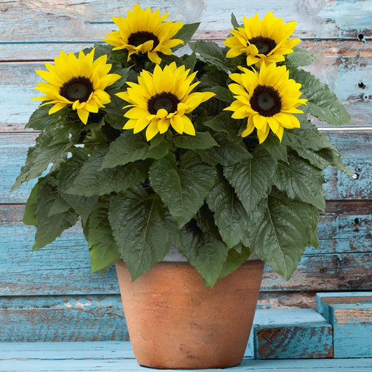 Outdoor Sunflower Potted Garden Plant Golden Annual 20-30cm Shrub In 13cm Pot