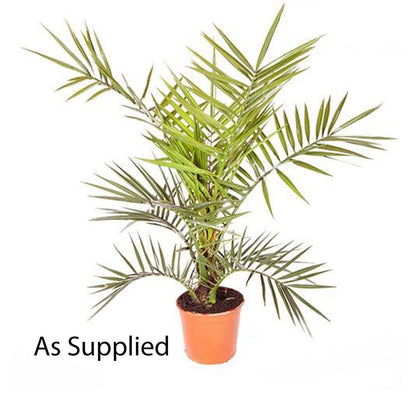 Hardy Phoenix palm 55-75cm in 14cm pot Single