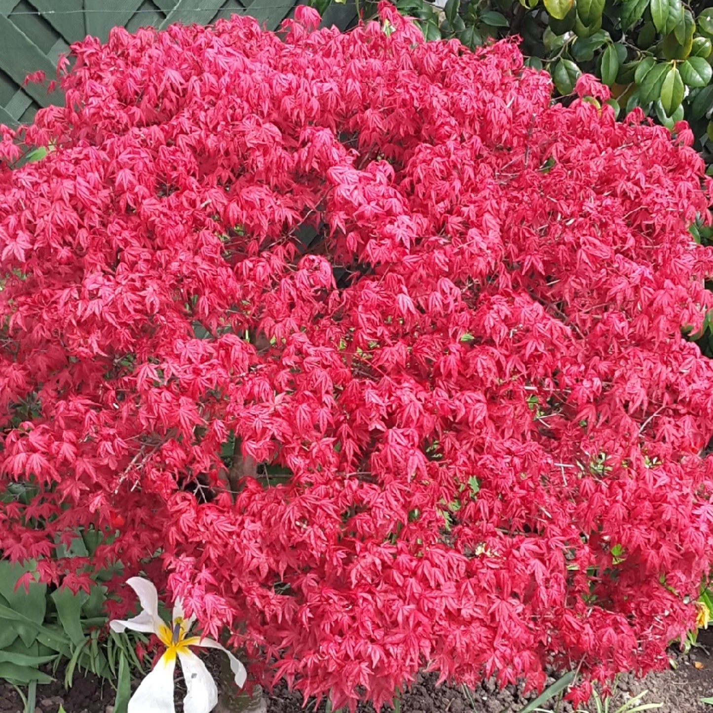 Acer palmatum 'Beni-Maiko' | Japanese Maple Deciduous Garden Plant Tree in Pot