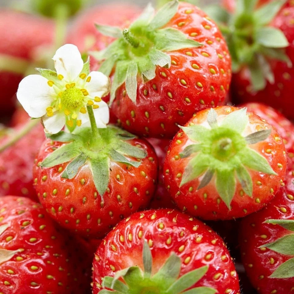 Strawberry Honeoye Fruit Plants - Hardy Garden Bushes in 9cm Pots