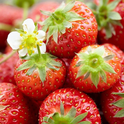 Strawberry Honeoye Fruit Plants - Hardy Garden Bushes in 9cm Pots
