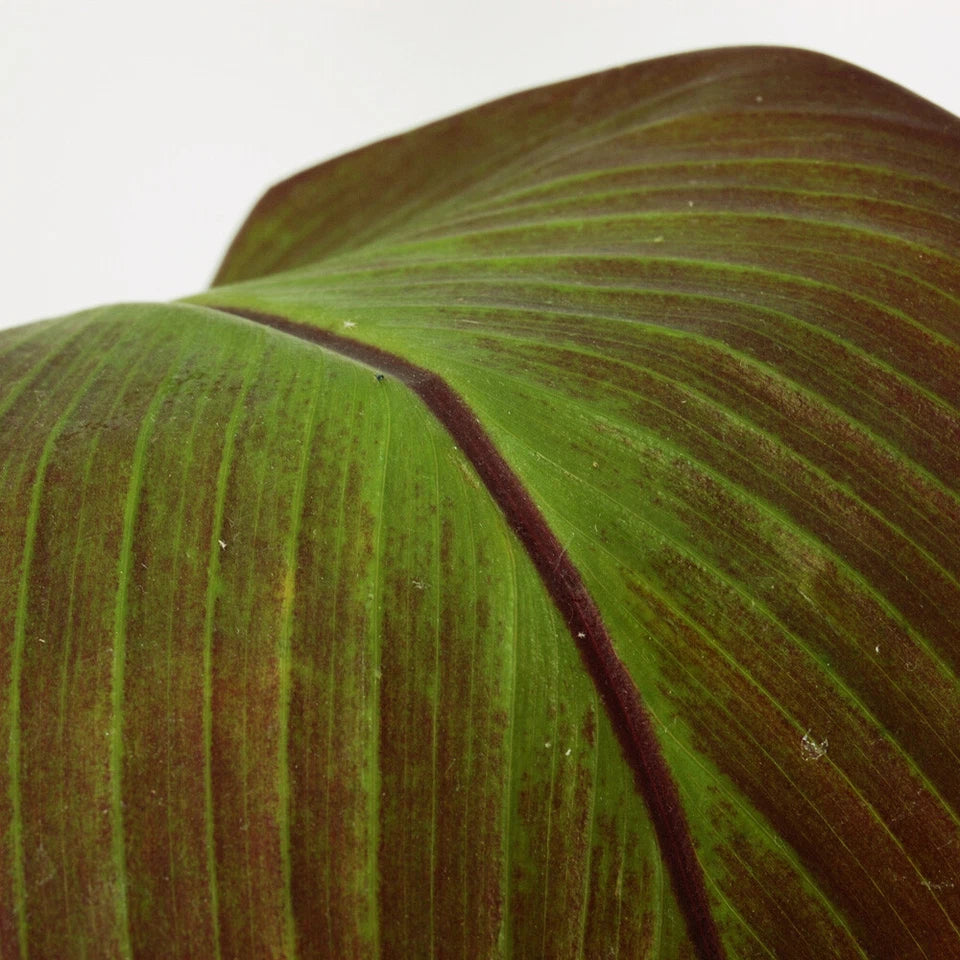 Ensete ventricosum Maurelii - Red Abyssinian Banana - Plant in 10.5 cm Pot