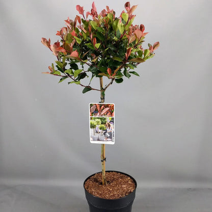 Photinia 'Little Red Robin' Standard Tree 70-80cm