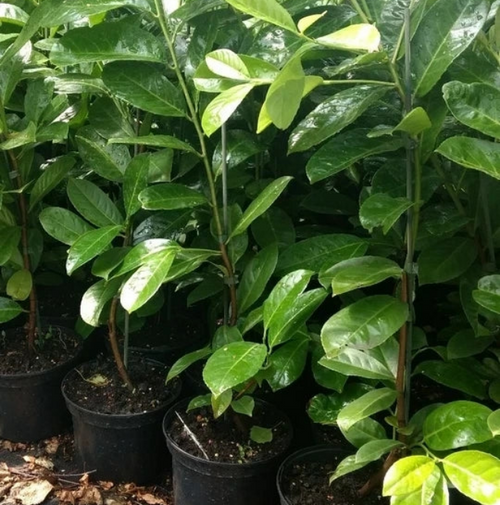40x Cherry Laurel Hedging Plants 30-50cm Tall Potted