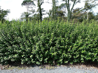 100 Green Privet Plants 3-4ft Tall, Evergreen Hedging, Grow a Quick, Dense Hedge