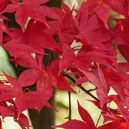 Acer palmatum 'Osakazuki',  Japanese Maple Deciduous Garden Plant Tree In Pot